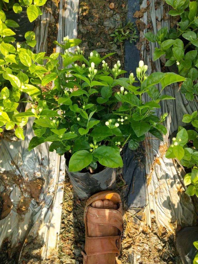 横州茉莉花袋苗两年苗重瓣香水茉莉花基地直发一件代发
