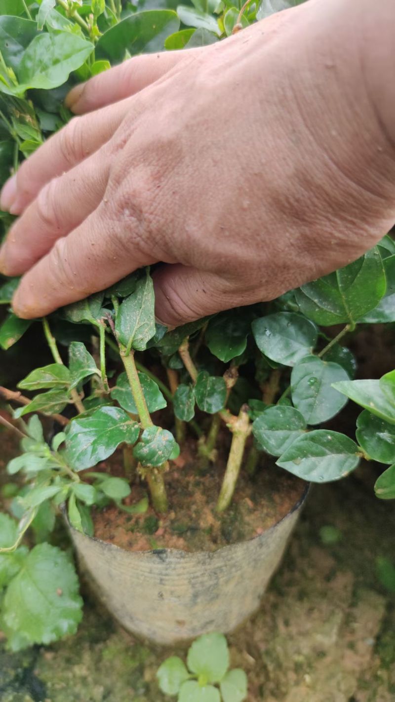 横州茉莉花袋苗两年苗重瓣香水茉莉花基地直发一件代发