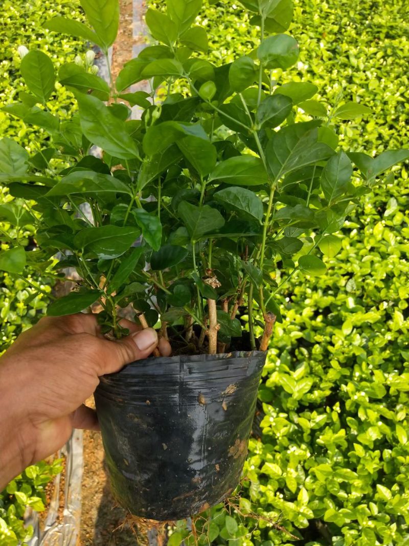 横州茉莉花袋苗两年苗重瓣香水茉莉花基地直发一件代发