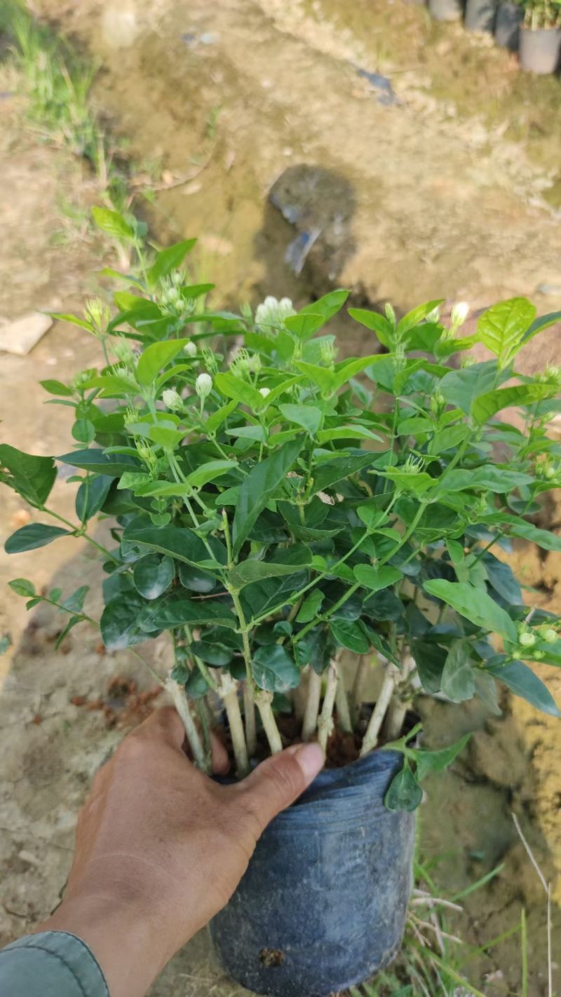 横州茉莉花袋苗两年苗重瓣香水茉莉花基地直发一件代发