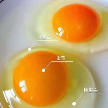 高品质精鸡蛋，360枚一件，鸡场直发，支持长期合作，贵州
