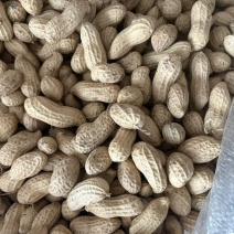 黑花生大颗粒个头饱满产量高