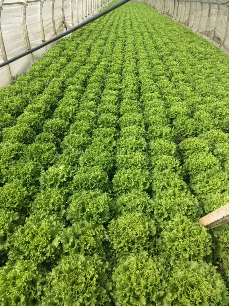 356板鸡窝菜，有需要的老板联系哈