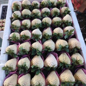 草莓