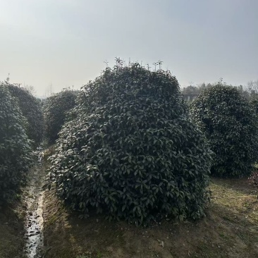 精品桂花苗木