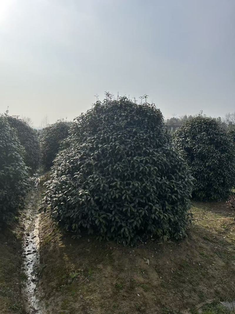 精品桂花苗木