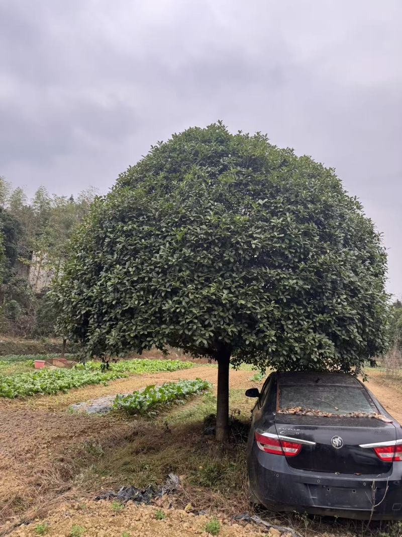 精品桂花苗木