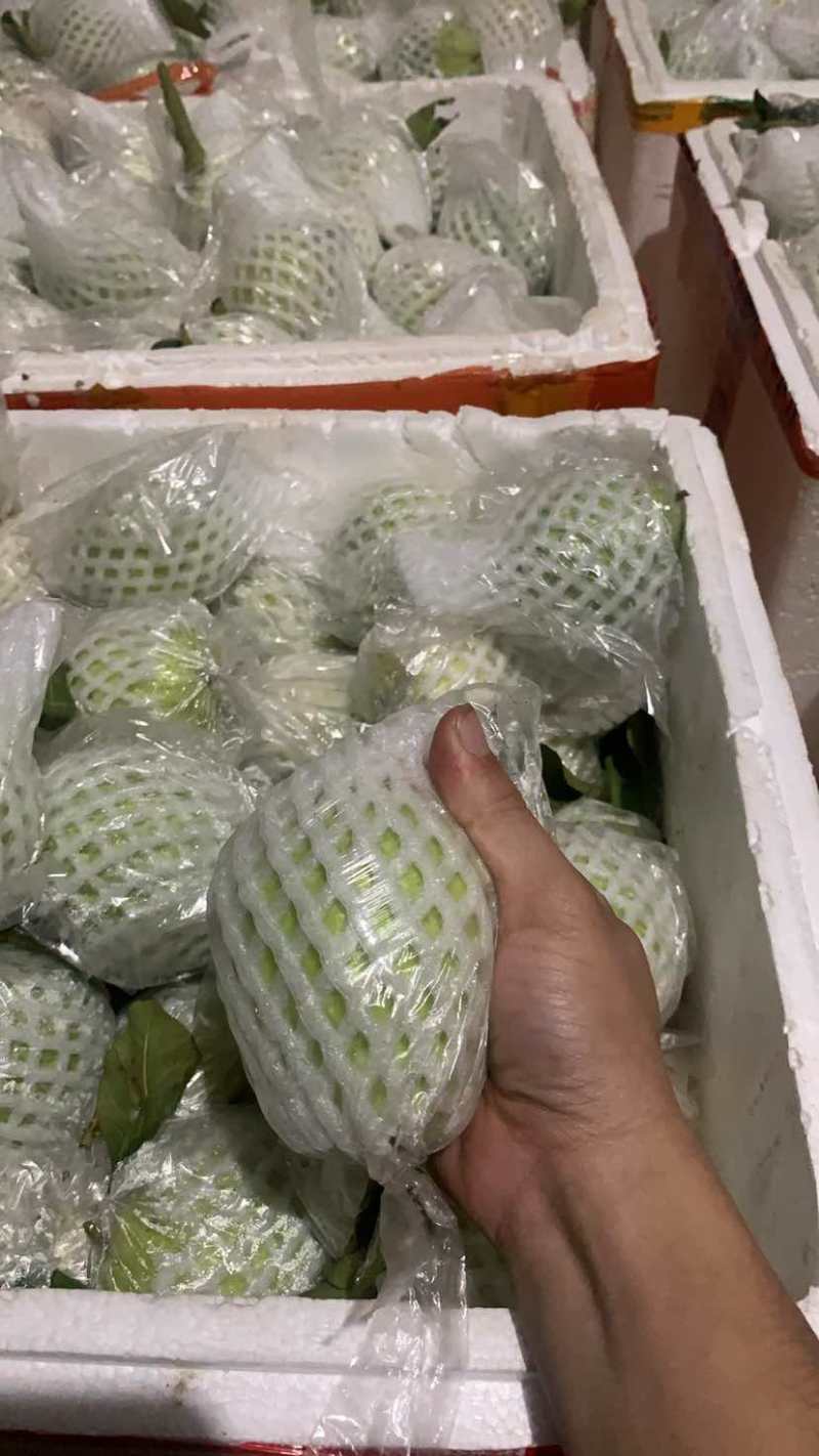 芭乐
