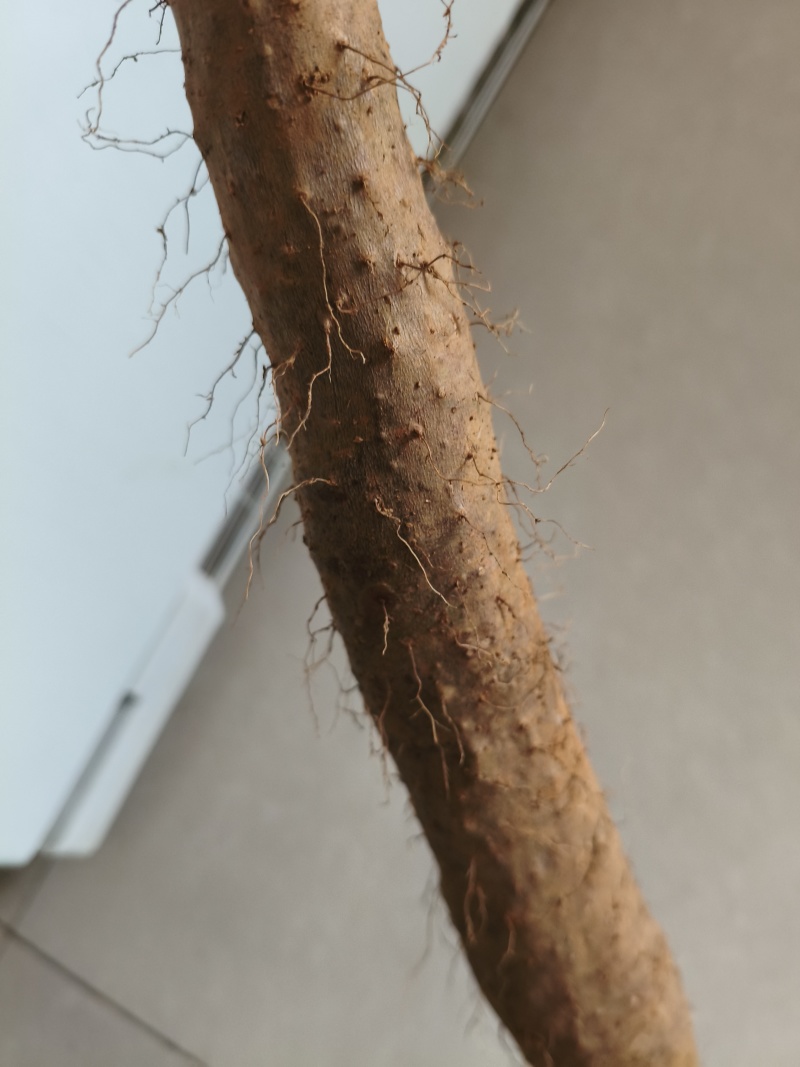 贵州安顺山药