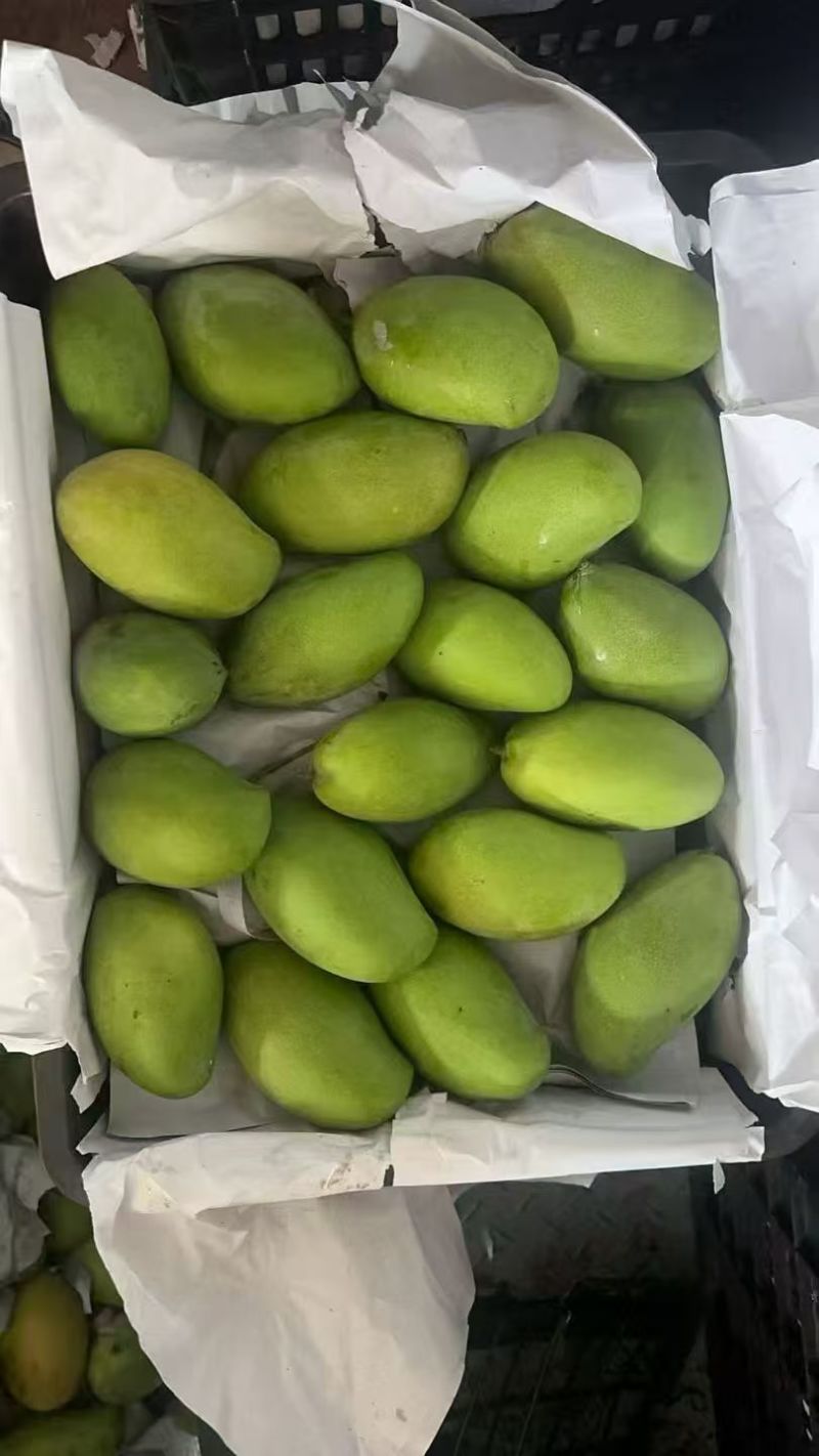 云南玉芒，大量现货，电商一件代发