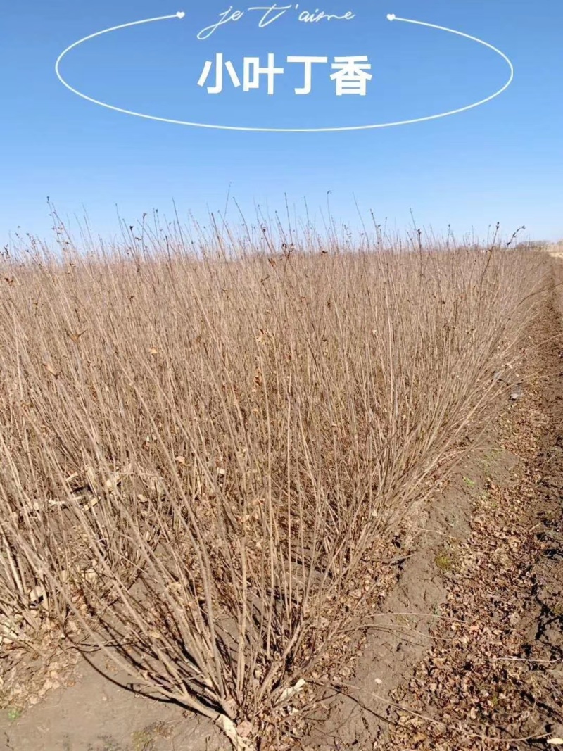 小叶丁香绿篱苗