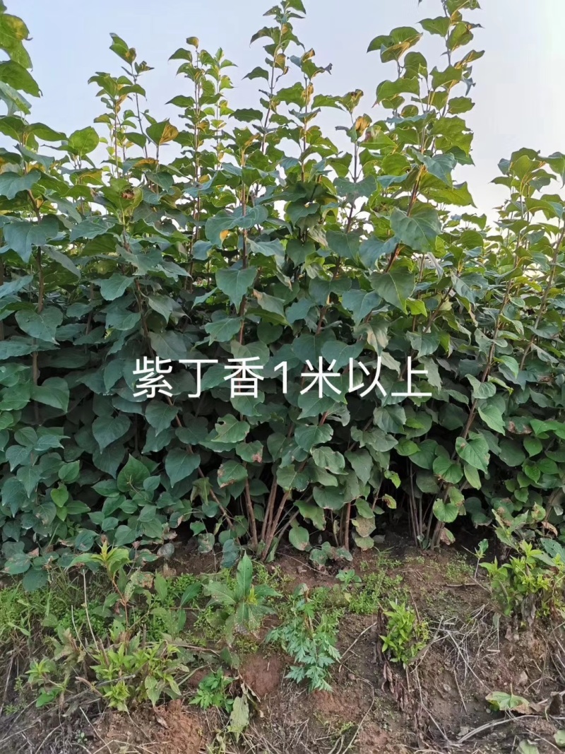 小叶丁香绿篱苗