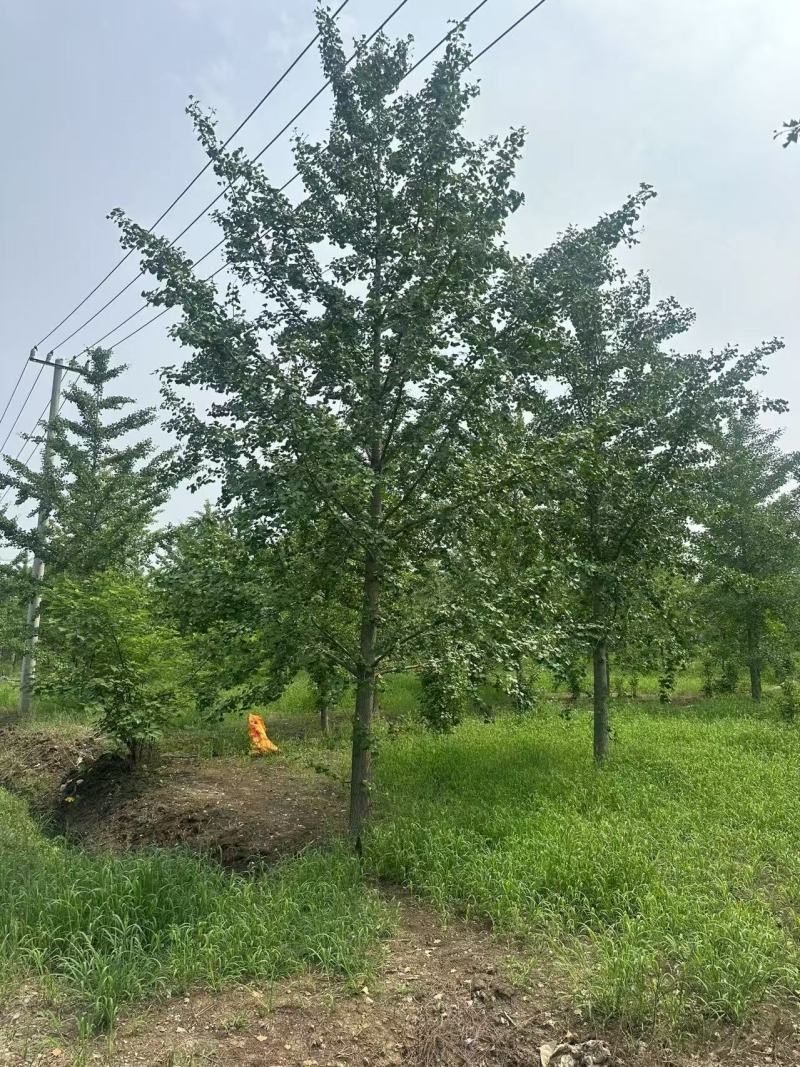 东北银杏树15-20公分