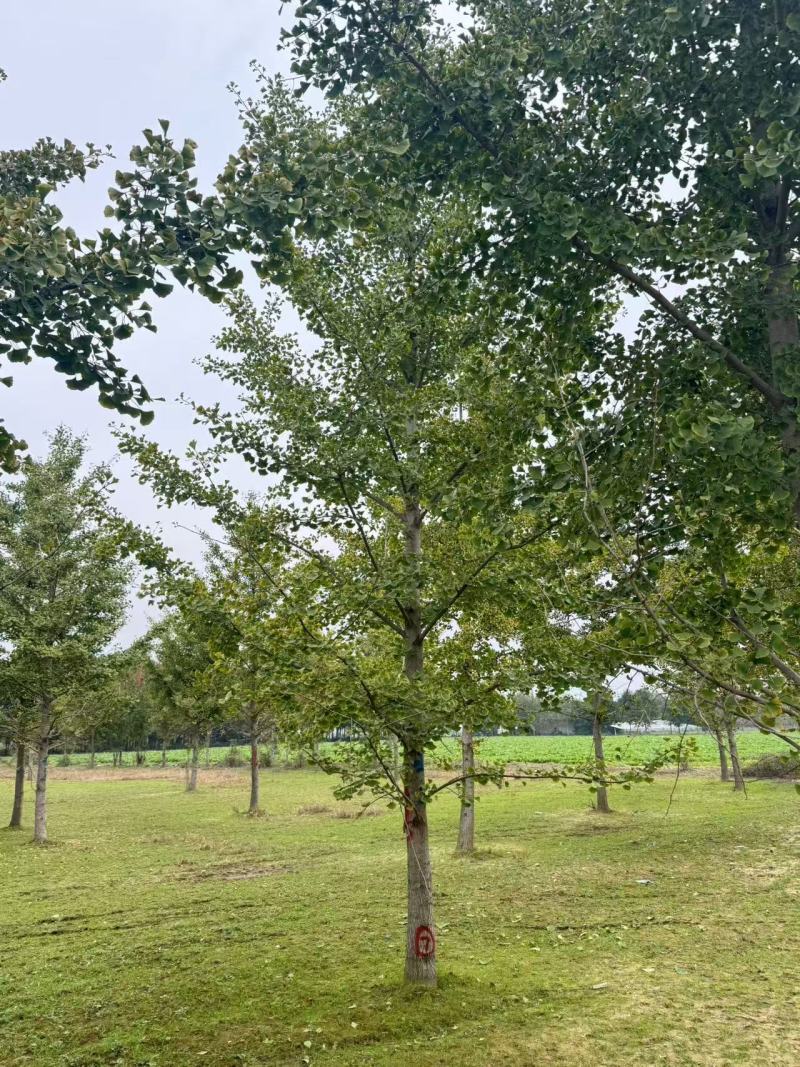 东北银杏树15-20公分