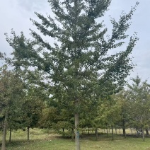 东北银杏树15-20公分