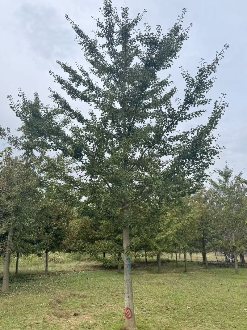 东北银杏树15-20公分