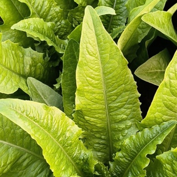 油麦菜大量有货