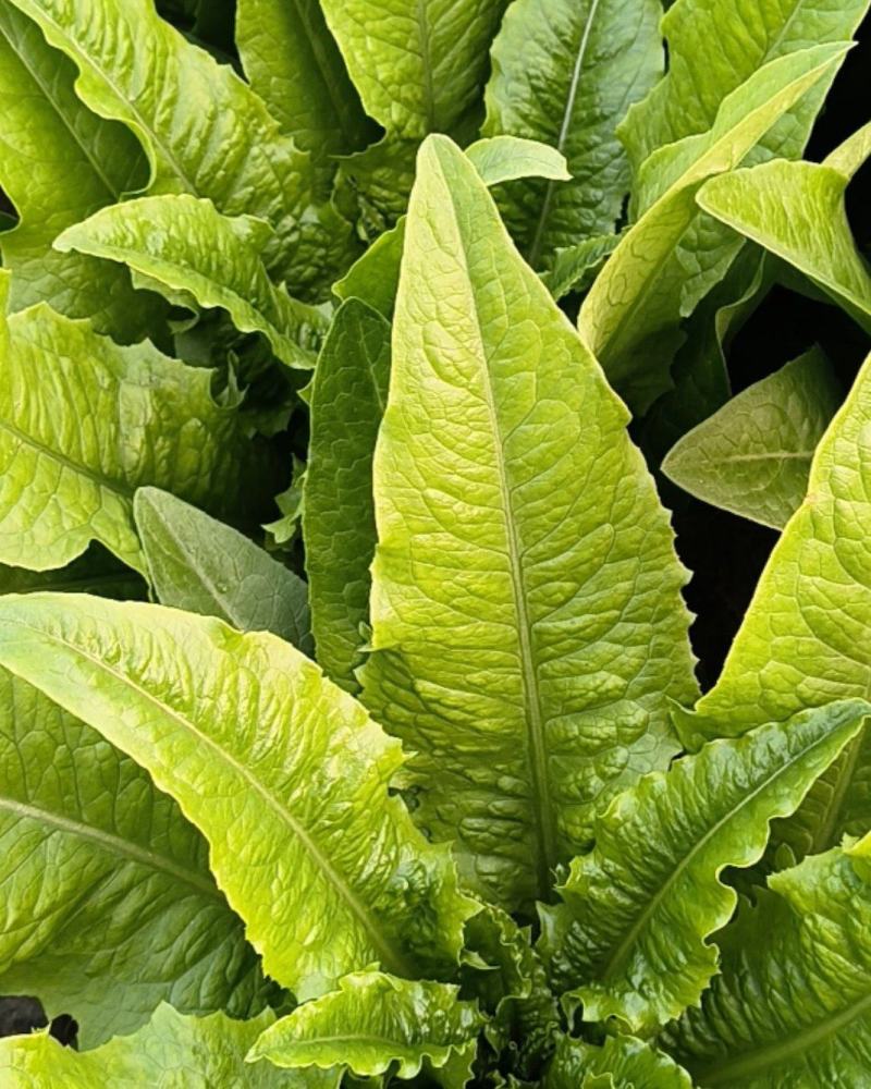 油麦菜大量有货