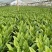 油麦菜大量有货