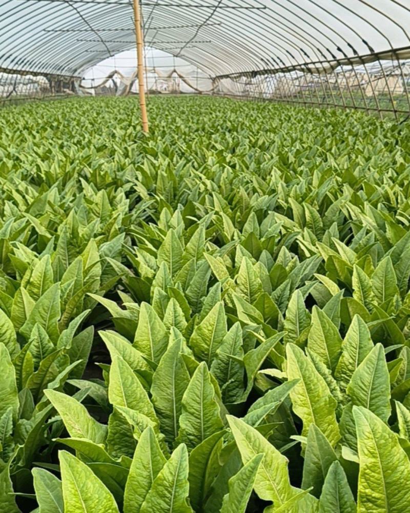 油麦菜大量有货