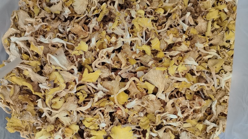 干货榆黄菇