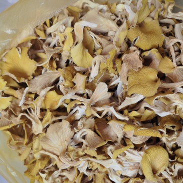 干货榆黄菇