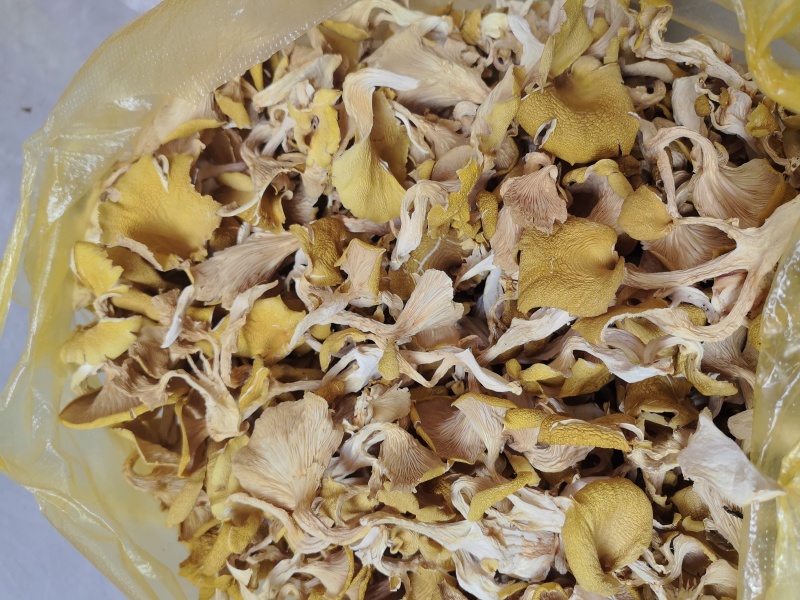 干货榆黄菇