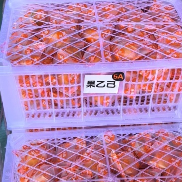 脆蜜金柑