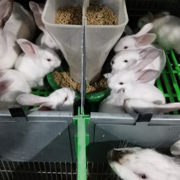 肉兔