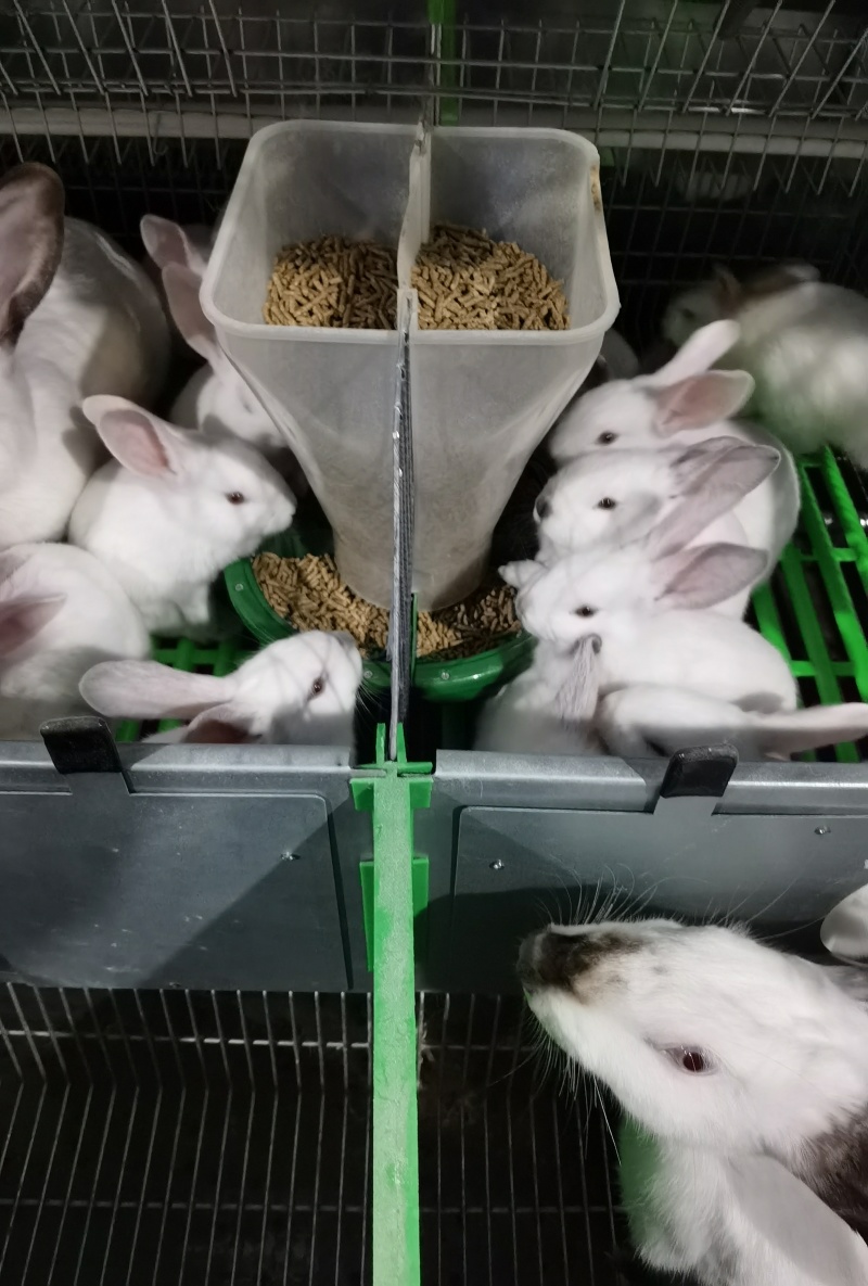 肉兔