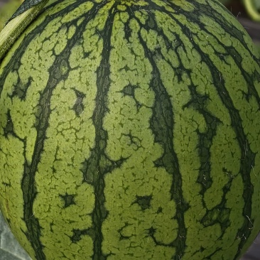 红艳小西瓜
