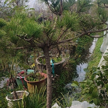 黑松榆树
