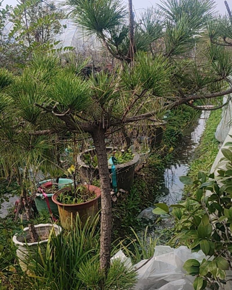 黑松榆树