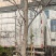 黑松榆树