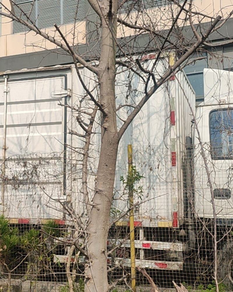 黑松榆树