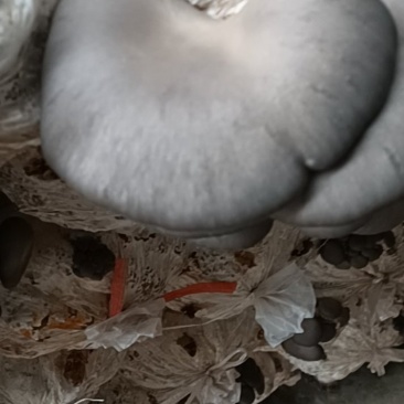 平菇