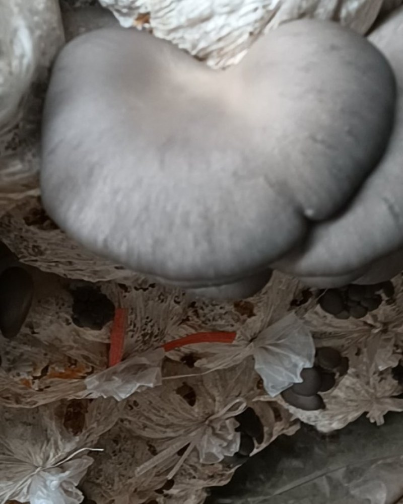 平菇