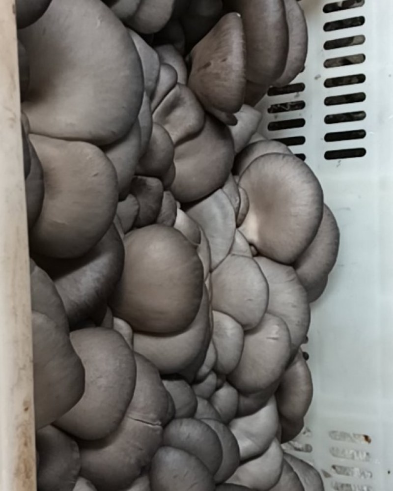 平菇