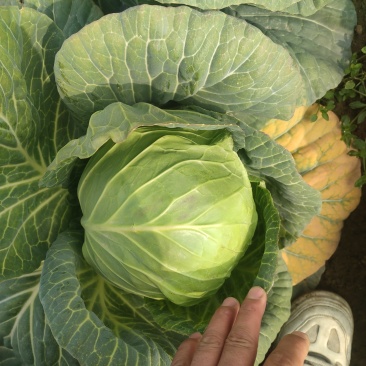 甘蓝，质量好，量大，价格优