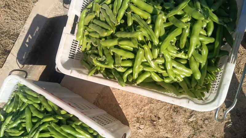 优质大青豆