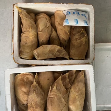冬笋现挖现卖（下单以后安排工人现挖可以拍视频）