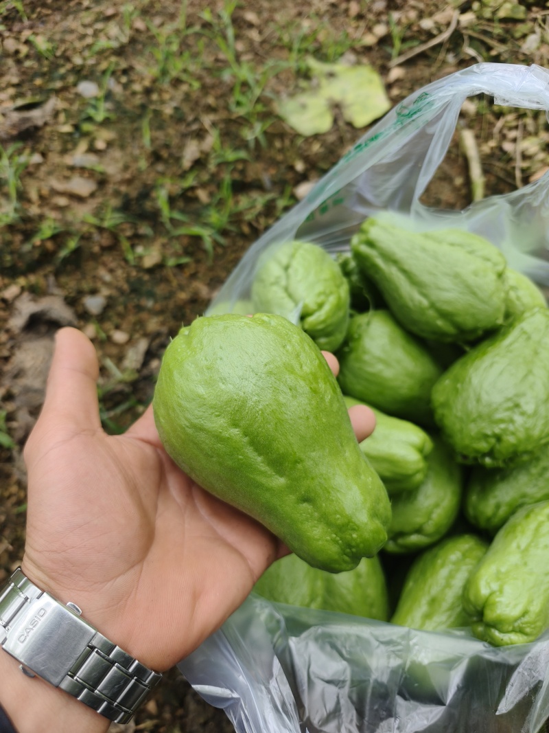 佛手瓜洋瓜吊瓜新鲜不限量
