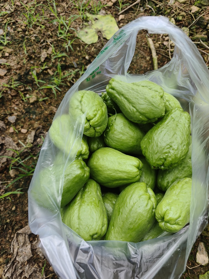 佛手瓜洋瓜吊瓜新鲜不限量