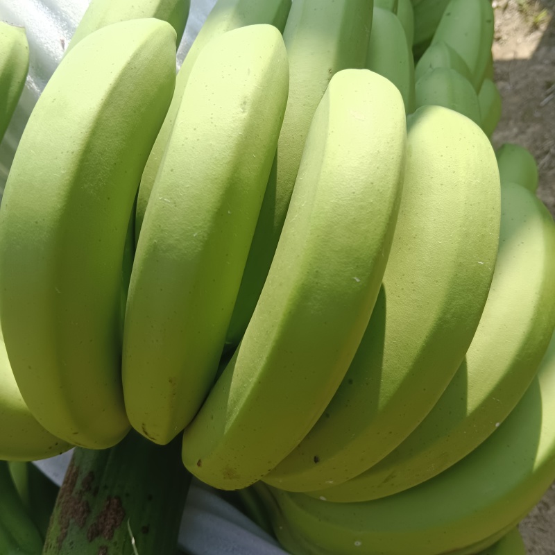 云南山地香焦