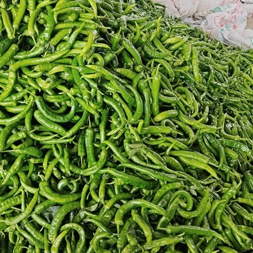 辣椒