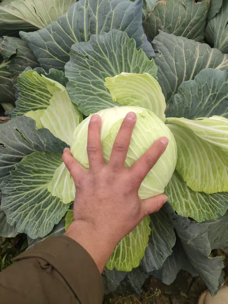 甘蓝