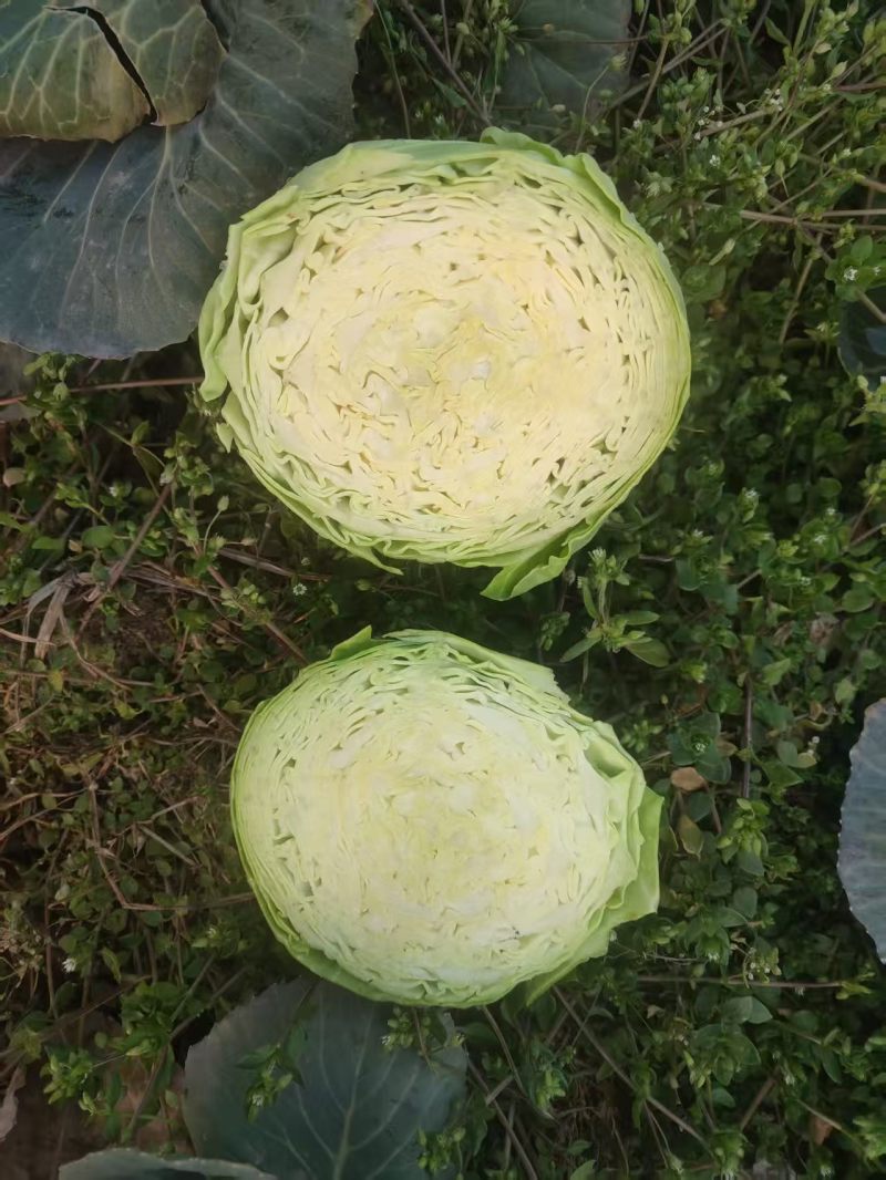 甘蓝
