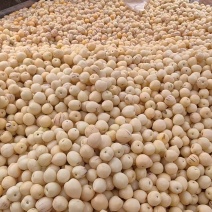 反季人生果