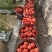 正宗普罗旺斯口感沙甜水果西红柿🍅