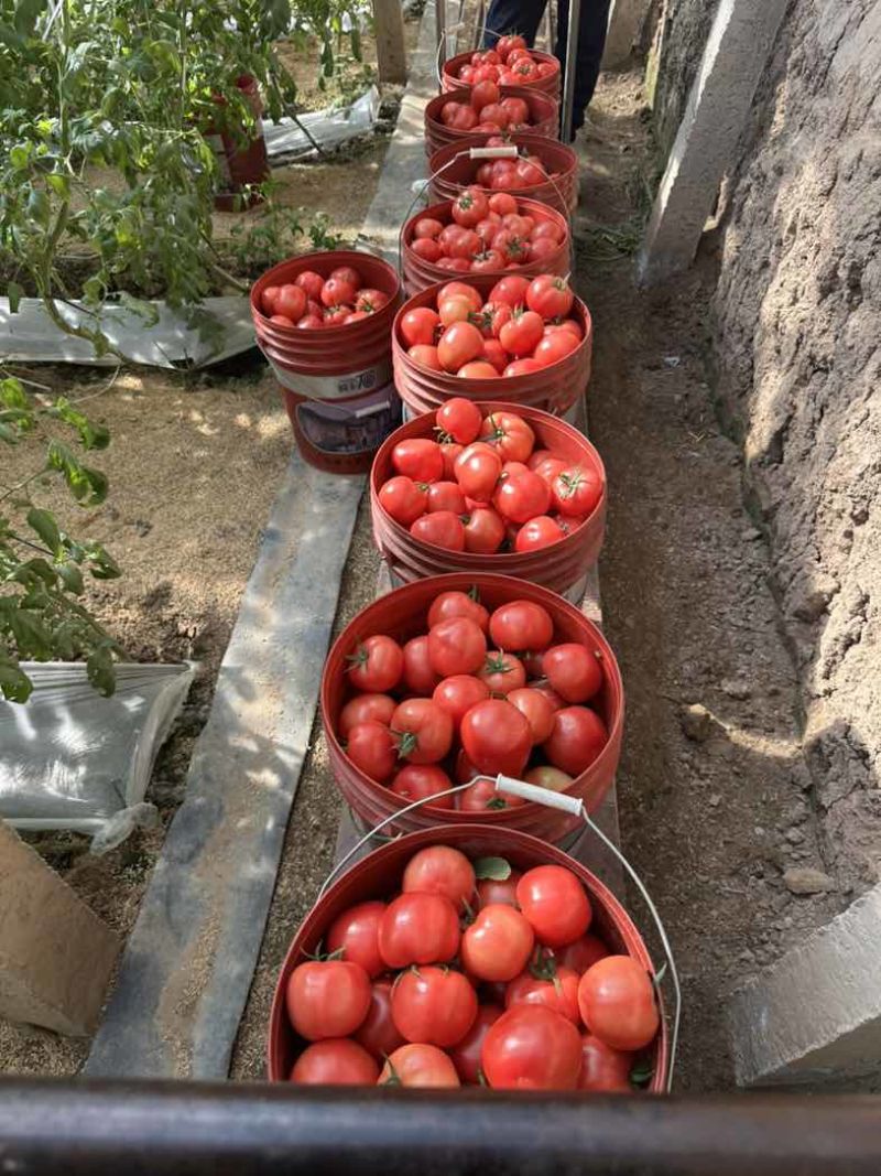 正宗普罗旺斯口感沙甜水果西红柿🍅